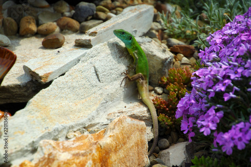 Small green lizard in the garden