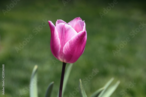 Pink tulip in spring