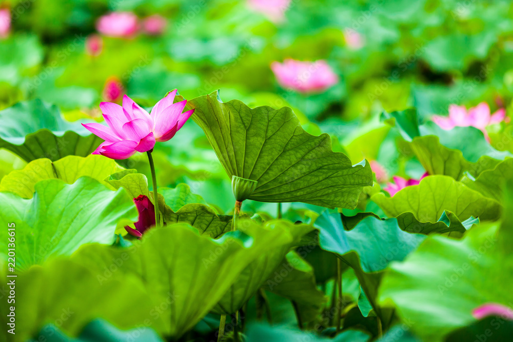 Obraz premium Beautiful Da Helian lotus in new taipei taiwan