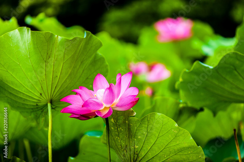 Beautiful  Da Helian lotus in new taipei  taiwan