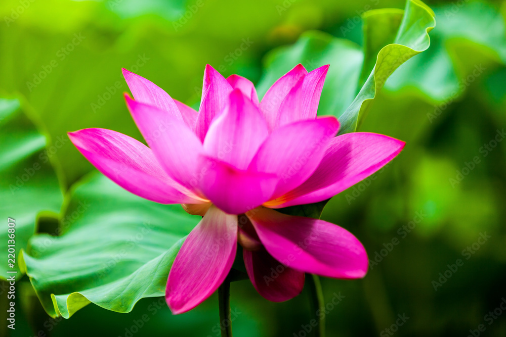 Beautiful Da Helian lotus in new taipei taiwan Beautiful Da Helian lotus in new taipei taiwan