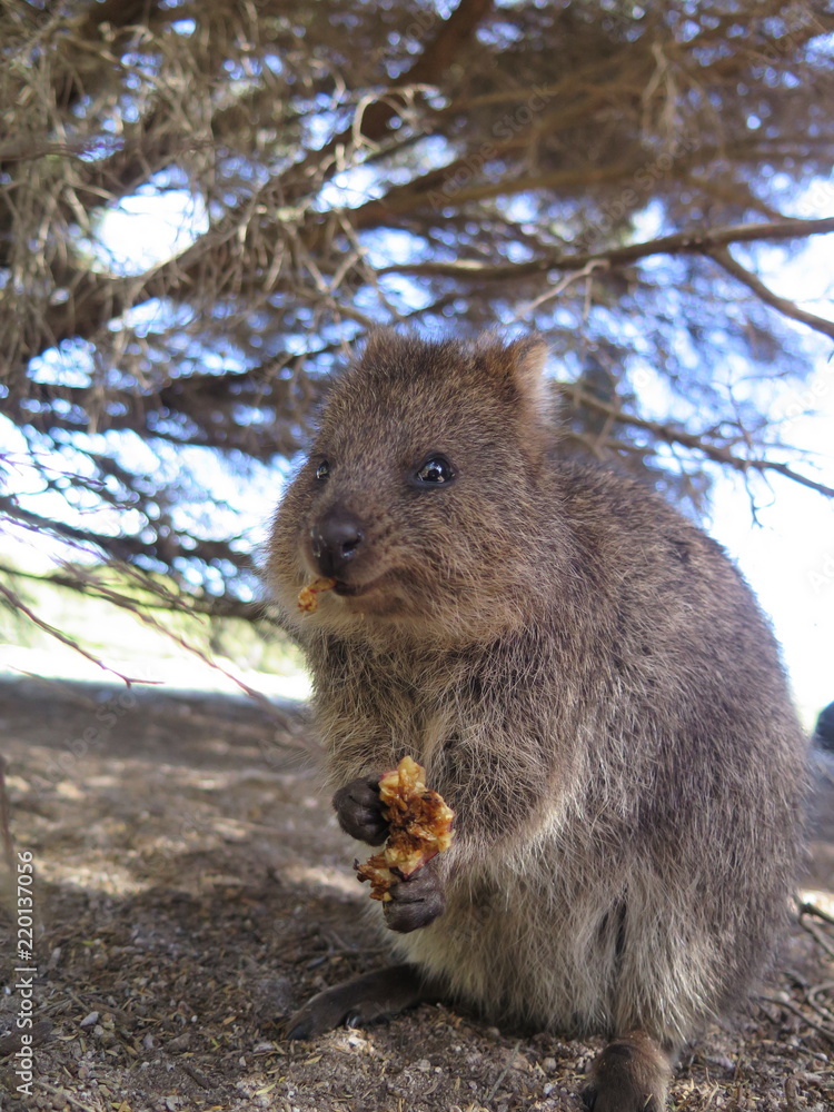 Happiest animal on earth-Quokka-Setonix brachyurus at Rottnest Island, Western Australia Happiest animal on earth-Quokka-Setonix brachyurus at Rottnest Island, Western Australia