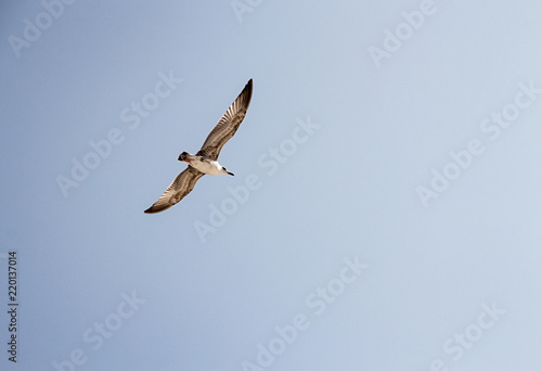 Flying seagulls in sky.