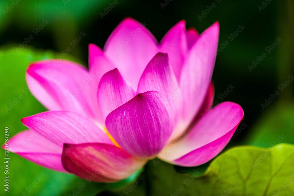 Beautiful Da Helian lotus in new taipei taiwan Beautiful Da Helian lotus in new taipei taiwan