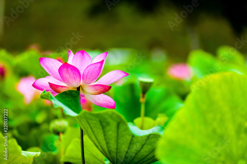 Beautiful  Da Helian lotus in new taipei  taiwan photo