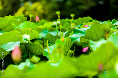 Beautiful  Da Helian lotus in new taipei  taiwan photo