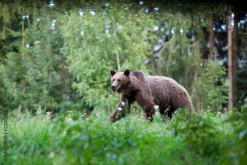 Fototapeta premium brown bear in its natural habitat