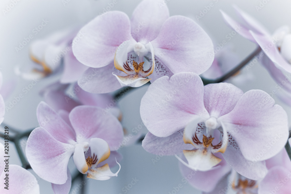 Beautiful delicate orchid flowers shot in soft light Beautiful delicate orchid flowers shot in soft light