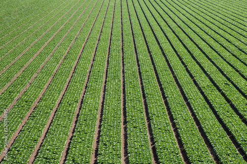 Overhead view of rows of green lettuce forming an abstract pattern of lines moving towards perspective into the distance in the Salinas Valley of California