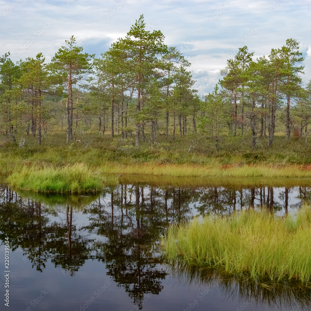 Obraz premium beautiful mires summer