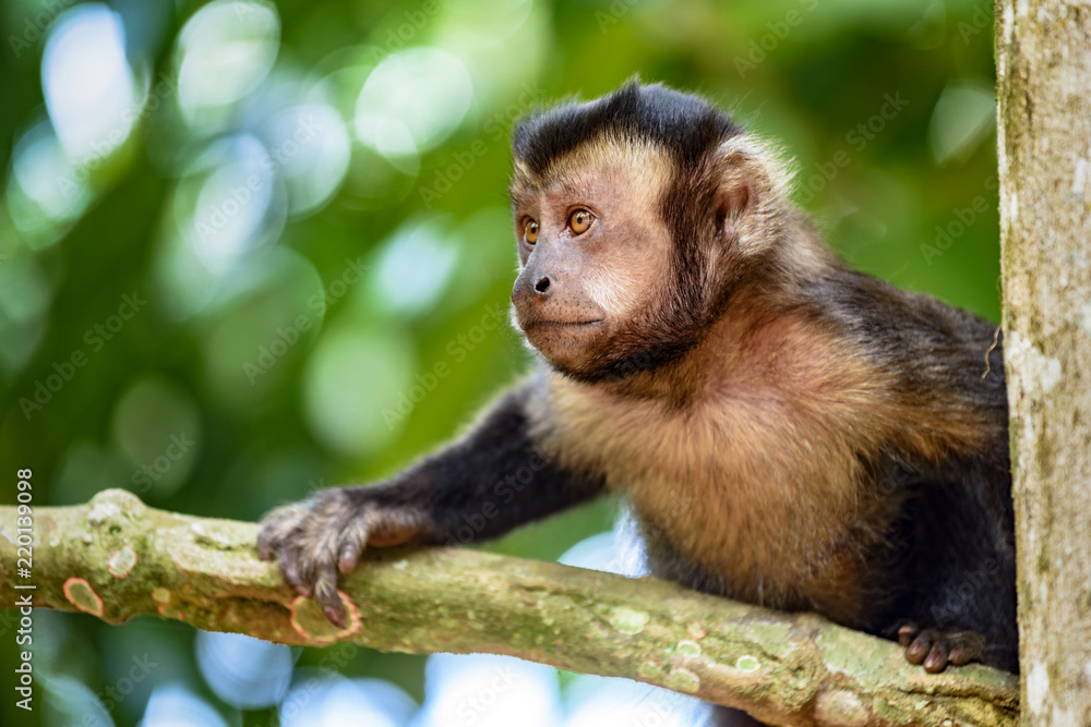 Naklejka premium Black capuchin monkey on the trees of the Brazilian rain forest