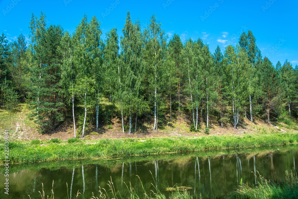 White trunks of birches are reflected in water.