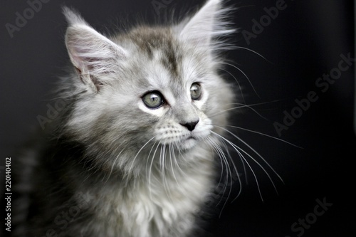 Black Silver Torbie Maine Coon Kitten