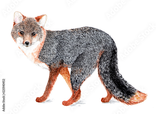 Gray fox. Watercolor illustration. Gray fox, wood fox. A kind family of wolves that live in North and Central America and in the far North of South America. Illustration for a book about animals.