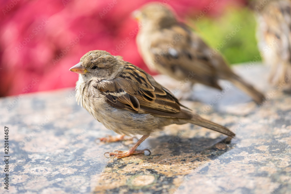 young sparrows in summer in nature, sitting on the lawn young sparrows in summer in nature, sitting on the lawn