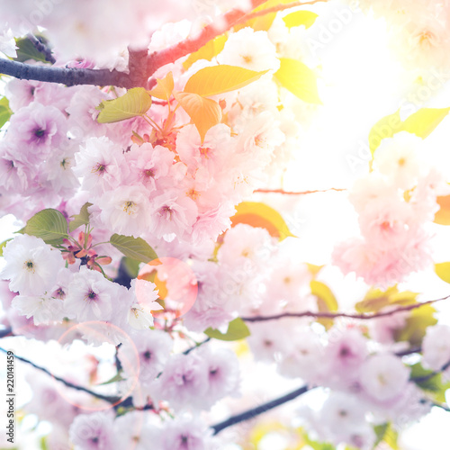 closeup view of cherry tree blossoming with strong backlight