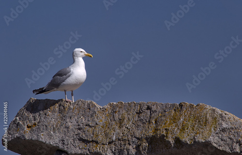 Seagull Standing On Rock