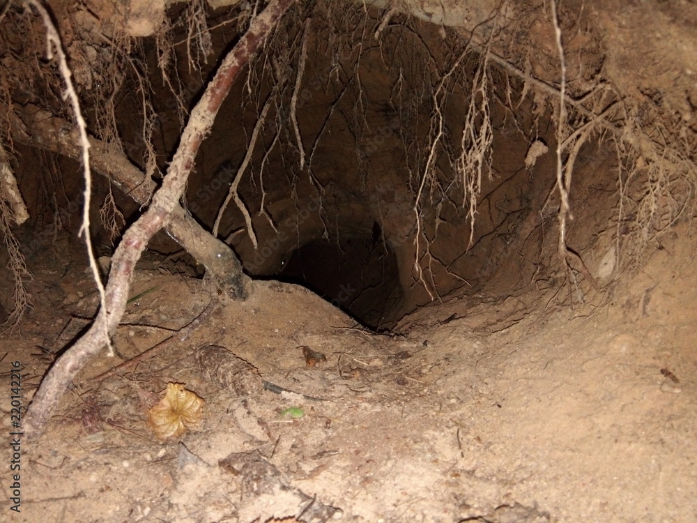 Badger burrow inside view