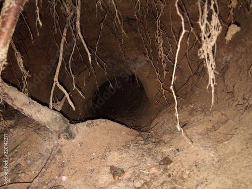 Badger burrow inside view