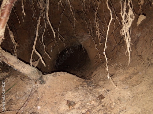 Badger burrow inside view photo