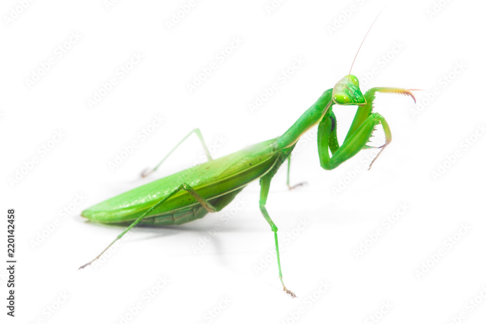 European Mantis or Praying Mantis, Mantis religiosa, on isolated white background European Mantis or Praying Mantis, Mantis religiosa, on isolated white background