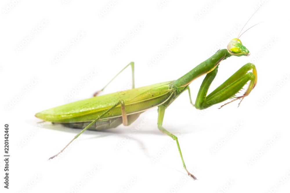 European Mantis or Praying Mantis, Mantis religiosa, on isolated white background European Mantis or Praying Mantis, Mantis religiosa, on isolated white background