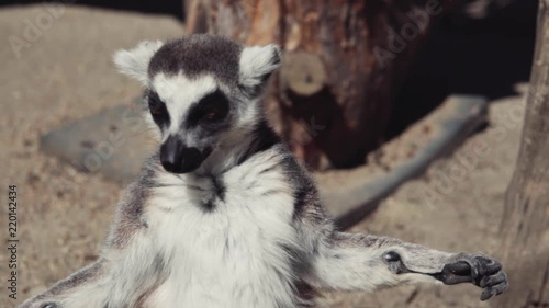 lemur warming itself in early-morning sun