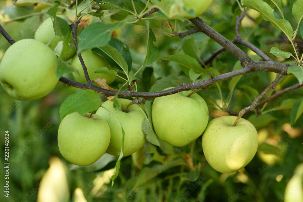Apples on the tree. Good fruit harvest.
