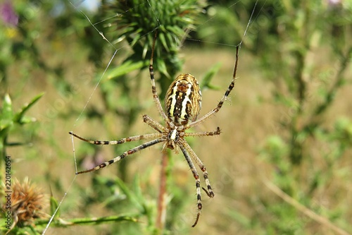 Wasp spider on thistle plant in the garden, closeup