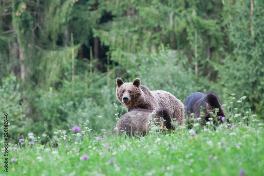 brown bear in its natural habitat brown bear in its natural habitat