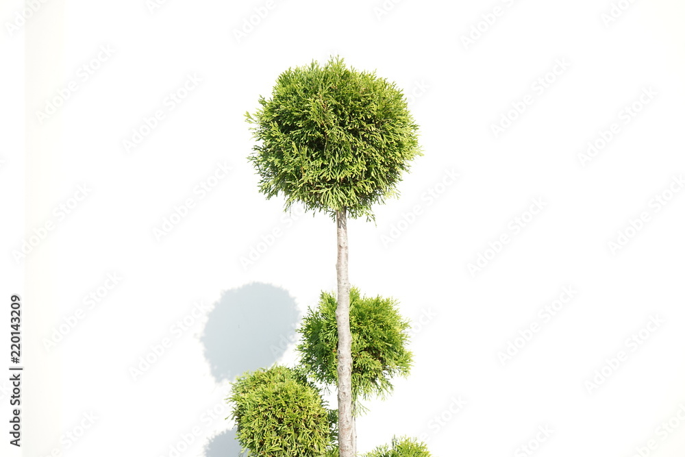 Fototapeta premium Green tree on a white background