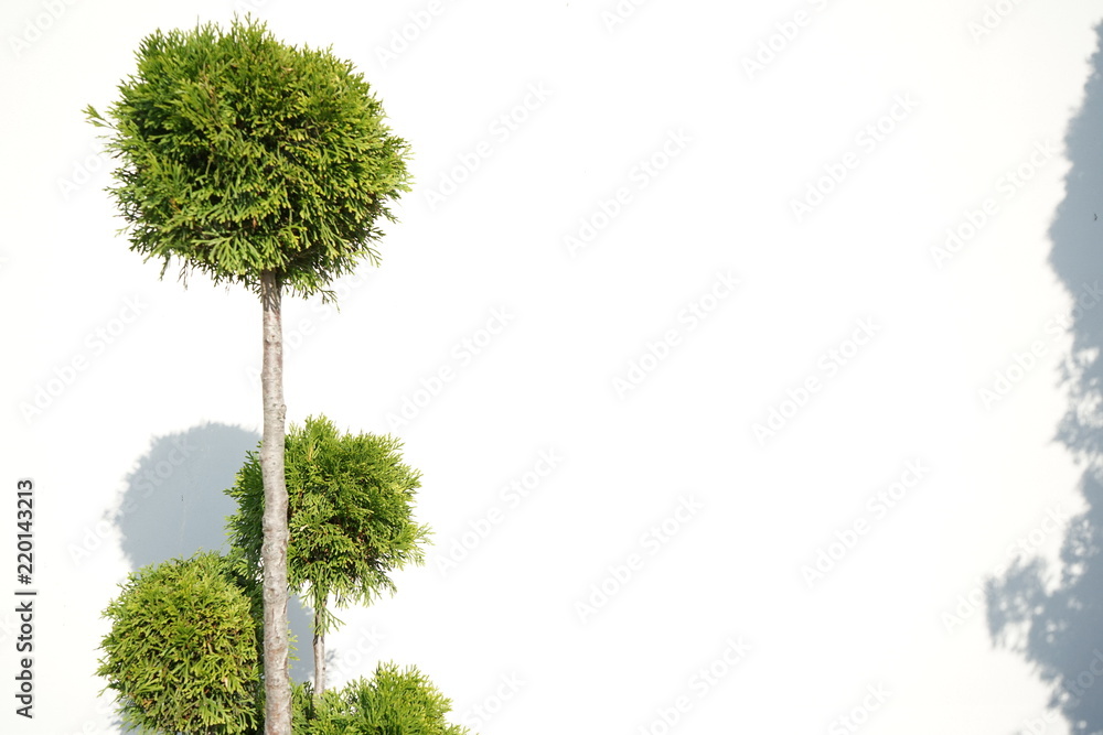 Fototapeta premium Tree on white background