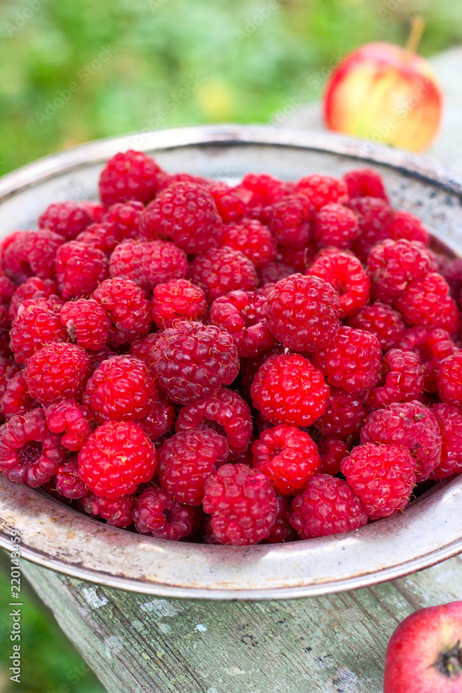 fresh harvested raspberries in a metal bowl on a wooden table. Around lie fresh apples fresh harvested raspberries in a metal bowl on a wooden table. Around lie fresh apples