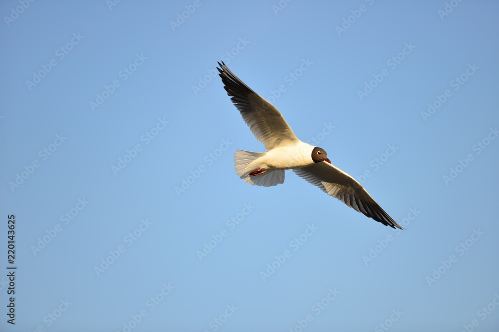 Möwe auf der Futtersuche Möwe auf der Futtersuche
