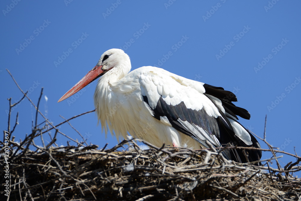 Fototapeta premium Storch im Elsass in Frankreich