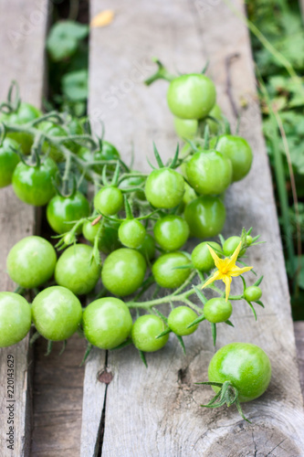 fresh harvest of green tomatoes on a wooden pallet