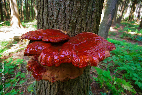 Mature Wild Reishi Mushroom growing on a Hemlock Tree in the Forest
