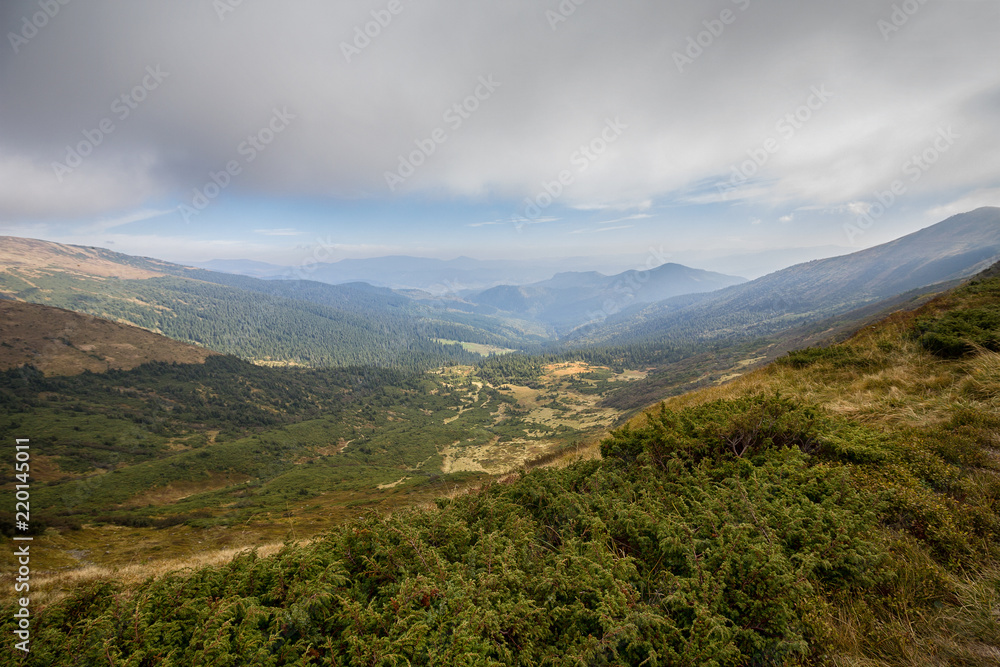 Juniper on a mountain plateau and mountain peaks in the distance. Carpathians