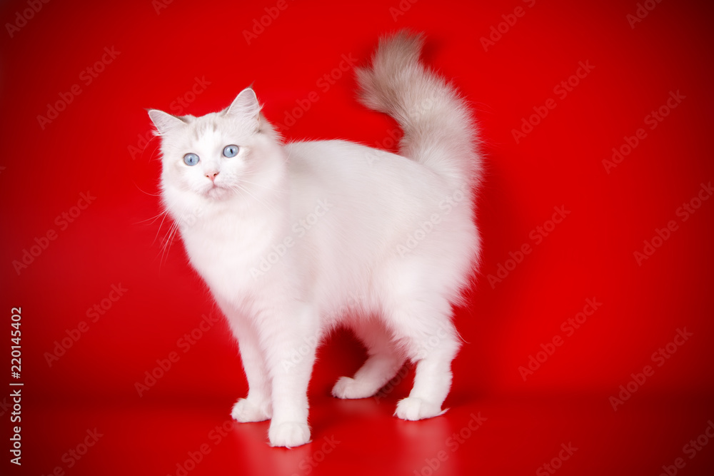 Neva masquerade cat on colored backgrounds Neva masquerade cat on colored backgrounds