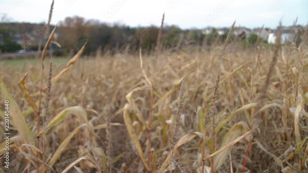 Dead cornstalks blowing in the wind at dusk, in the fall Dead cornstalks blowing in the wind at dusk, in the fall