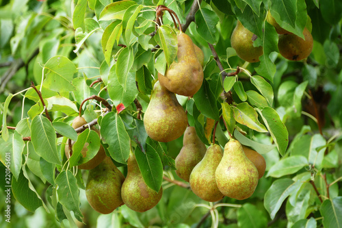Pears ready for harvest