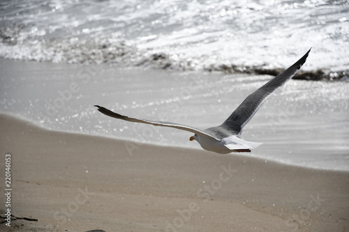 Schilderij op canvas gull flight
