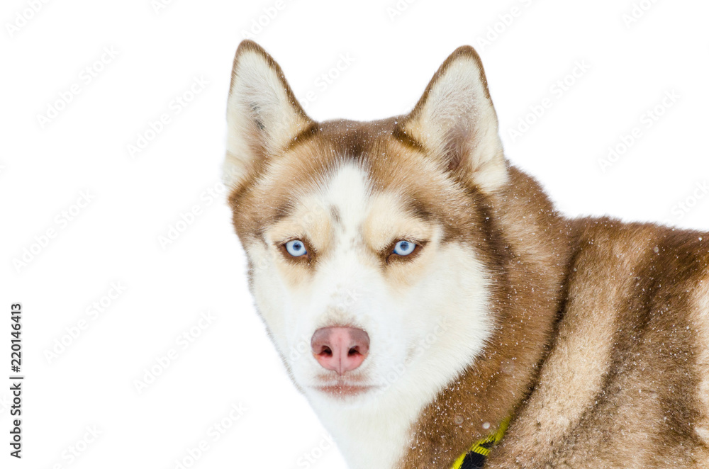 Sled dog Siberian Husky breed with blue eyes. Husky dog has beige and