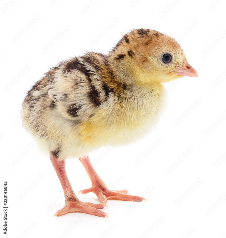 Obraz premium Chicken turkey isolated.