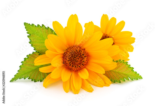 Fototapeta Naklejka Na Ścianę i Meble -  Two yellow flowers.