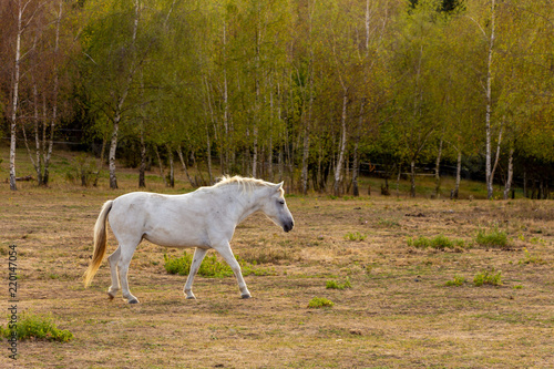Walking white horse on a pasture from a side view with trees and sunlight in the background