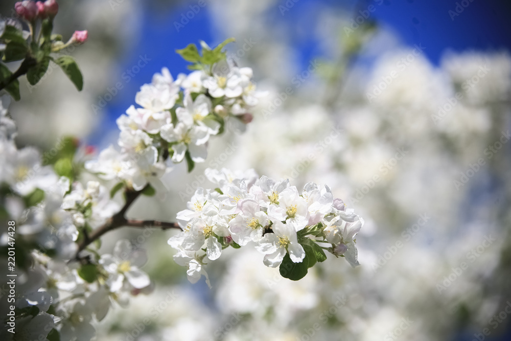 Obraz premium beautiful spring flowers