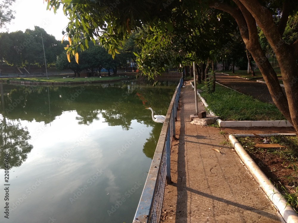 Fototapeta premium heron preparing to fly over a lagoon