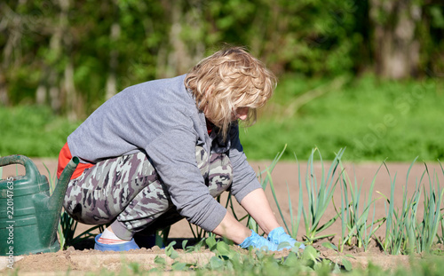European woman handling plants on garden bed at personal plot.