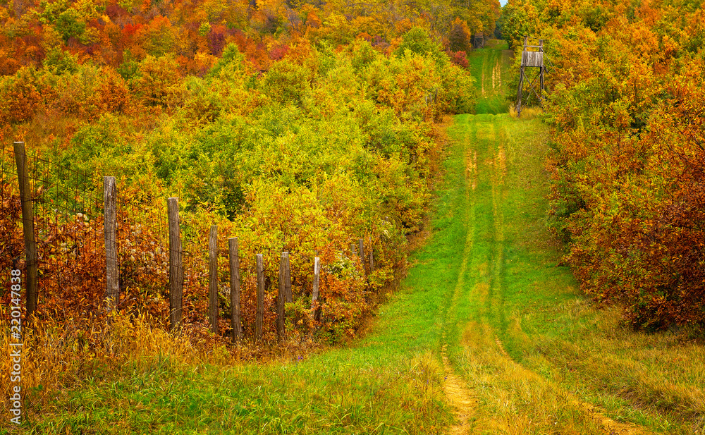 Pathway in the forest with wooden ambush